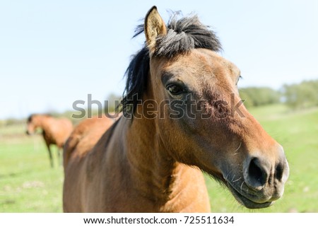 Close-up photo of a beautiful brown horse standing on a green meadow.