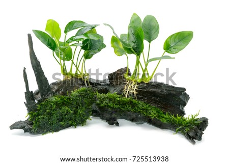 Anubias barteri aquarium plants and green moss on small driftwood  Royalty-Free Stock Photo #725513938