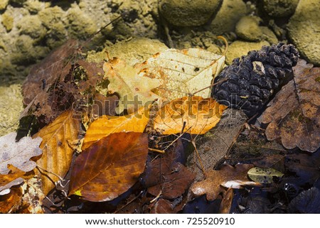 fallen leaves in transparent river water, colorful sunny autumn background with stones on the bottom