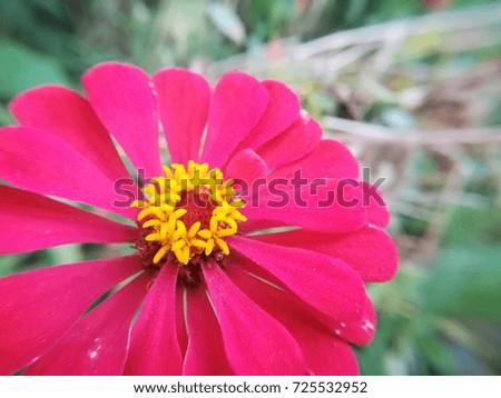 Pink flower Forest Flower