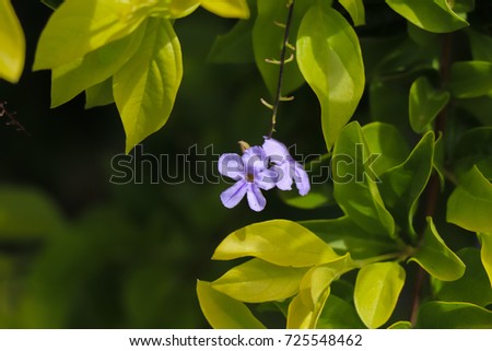 Seychelles flowers and plants. Wild nature and flora of La Digue island