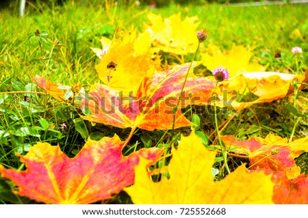 Autumn colorful maple leaves lying on the grass. Location in the park. Small depth of field.