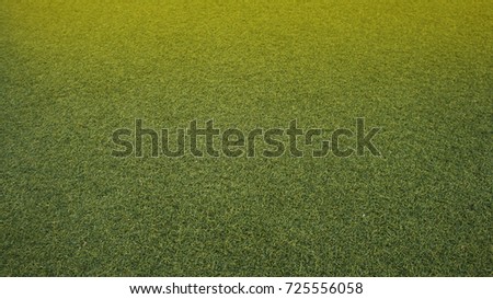 Grass texture. grass background.