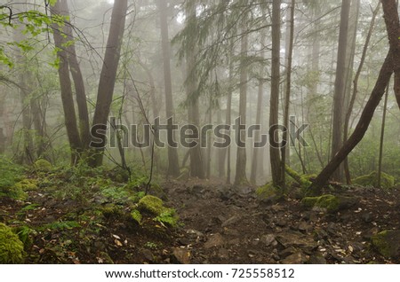 Forested mountain slope after rain in low mist. Mount Finlayson, Goldstream Provincial Park, Vancouver Island