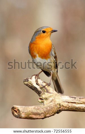 Proud red robin strikes a pose Royalty-Free Stock Photo #72556555