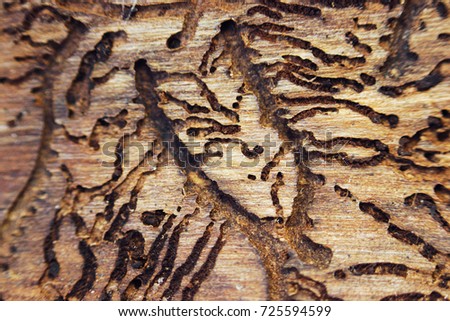 twisting courses on the back side of the spruce bark as a result of the life activity of larvae of bark beetles Scolytinae. macro Royalty-Free Stock Photo #725594599