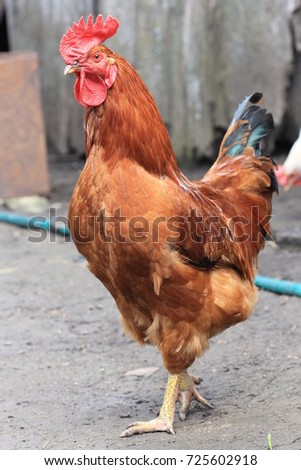 incredibly beautiful rooster of red color. farm bird close-up. proud and large bird