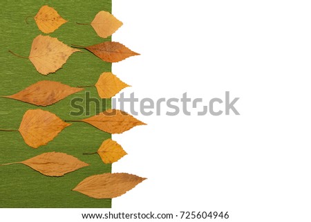 Autumn nature background with free space for text - colorful orange autumn maple leaves isolated on the white background. Autumn background with maple autumn leaves isolated on white.