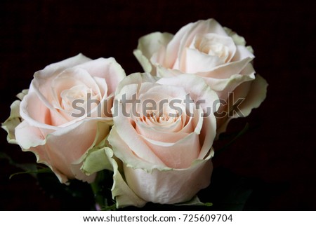 Cream Pink Roses. White