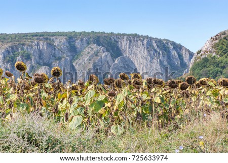 Aerial shot of sunflower field ready for harvest. Drone shot of mountain side with a ravine, forest-covered hill seen in the background.