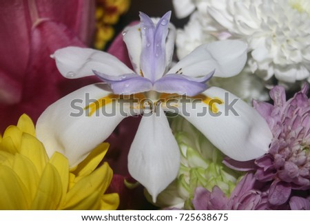 A close-up, detailed photograph of a fresh Dietes Grandiflora amongst a small range of carnations. This photo was taken in Brisbane, Australia.