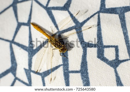 dragonfly on white background in blue stripes