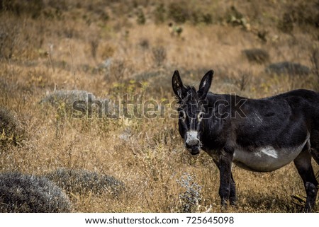 Lonely donkey standing in the field in the  mountains