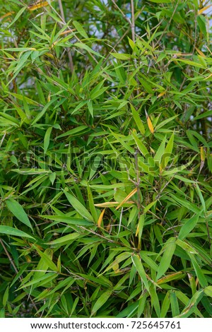 leaves of phyllostachys aurea poaceae knot bamboo plant from china ideal background