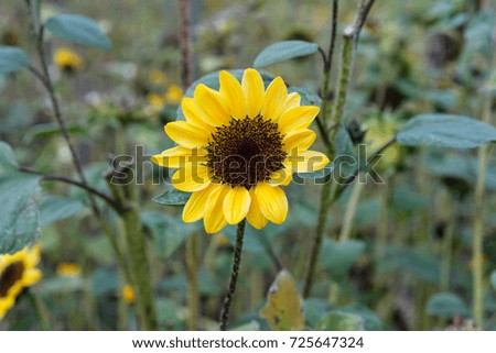 single sunflower in autumn in sunflower field close up mood picture
