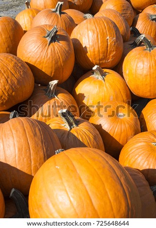 Bright orange pumpkins laying in a pile ready for Halloween.