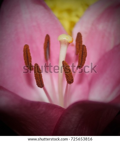 A close-up photograph of a Pink Lily with a slight dark vignette border. This photo was taken in Brisbane, Australia. 
