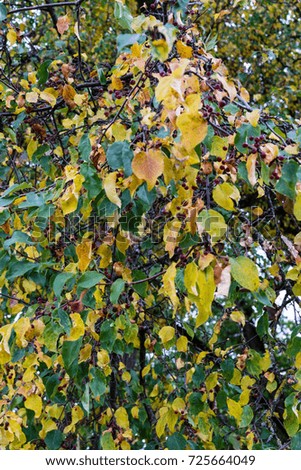 yellow and green leaves on tree in autumn season