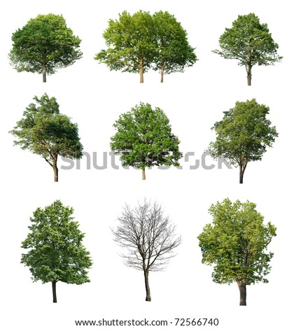 Trees isolated on white Royalty-Free Stock Photo #72566740