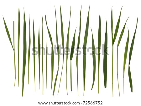 Grass blades isolated on white Royalty-Free Stock Photo #72566752