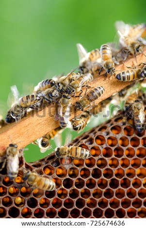 bees on honeycomb in apiary in the summertime