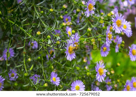 purple camommile flower nature