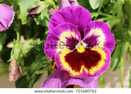 Purple and yellow pansy close up