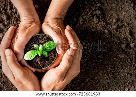 Two old woman's hands are planting seedlings into the soil. As the young man's hand was gently encircled. Royalty-Free Stock Photo #725681983