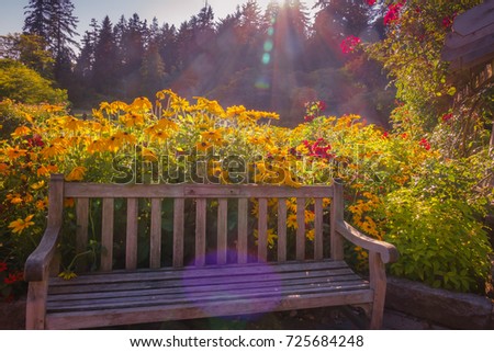 garden chair and flowers with sun light effect backgrounds