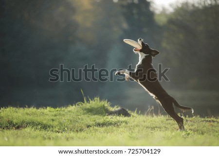  dog catches a toy, a disk, a movement. Sport with a dog, competitions, Border Collie breed
