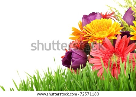 Spring flowers with fresh grass isolated on white background