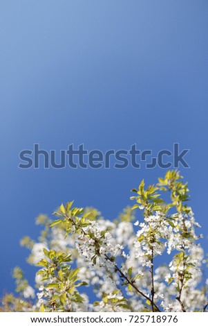 Spring flowers on blue sky background