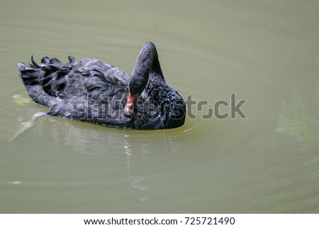 Image of a black swan on water. Wildlife Animals.