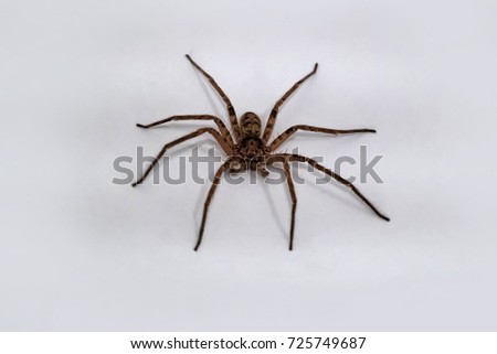 dangerous spider isolated on white background, poisonous venom bug