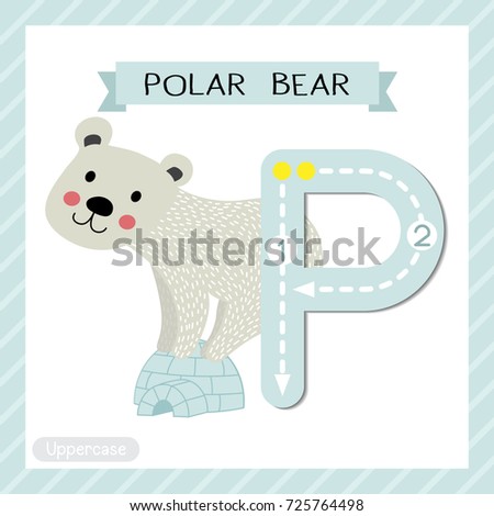 Letter P uppercase cute children colorful zoo and animals ABC alphabet tracing flashcard of Polar Bear standing on igloo for kids learning English vocabulary and handwriting vector illustration.