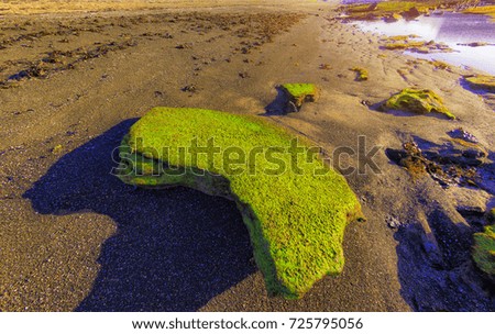 Green seaweed on stone in the beach at Jeju island