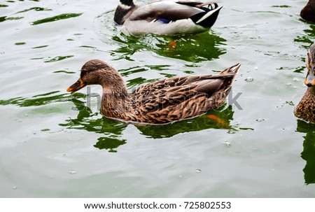 the duck swims along the lake