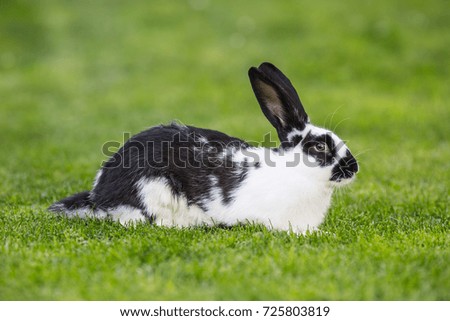 Cute rabbit bunny on the lawn in the garden.