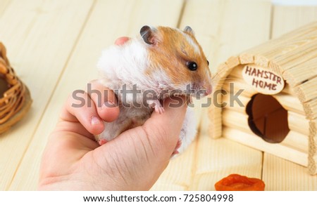 A hamster in the hands of a girl close-up on a wooden background.