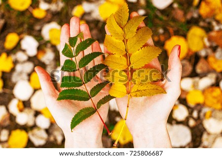 yellow and green leaves in hands, a sign of the onset of autumn