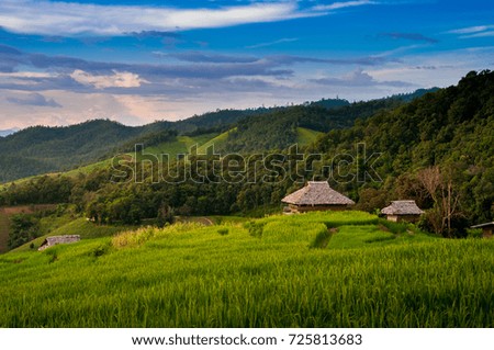 Small cottages among natural lush green Rice Terrace in Chiang-mai, Thailand