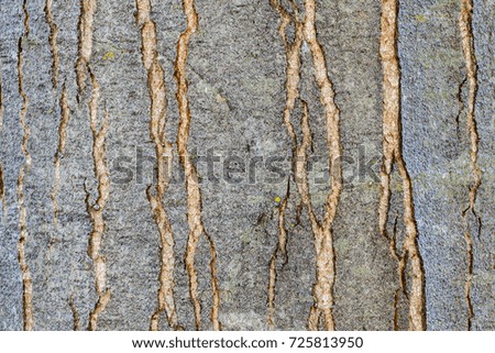 Cracked poplar bark. Populus canadensis.