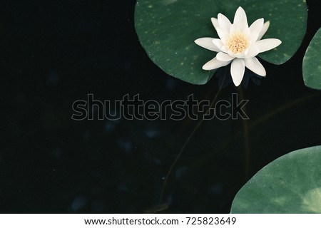 water lily against a dark background in the water,water lily in the pond, black background ,copypace, Royalty-Free Stock Photo #725823649