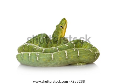 Emerald Tree Boa - Corallus caninus in front of a white background