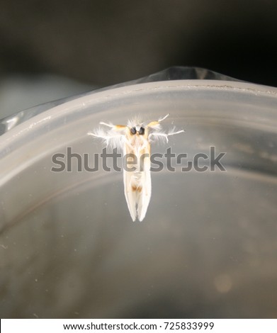 A ventral view of a White Tussock Moth (Euproctis Melanosoma) in Brisbane, Australia.  