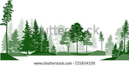 illustration with high pines in fir trees forest isolated on white background