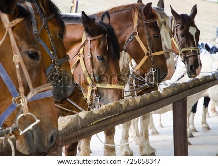 Horses tied to the wooden fence.