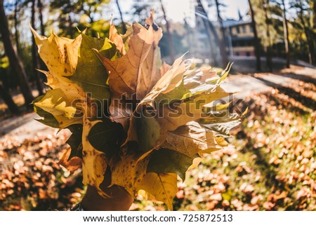 bunch of yellow leafs in autumn