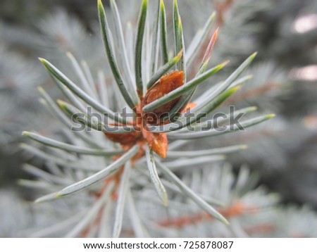 Macro photography of christmas tree, needles. Forest tree. 