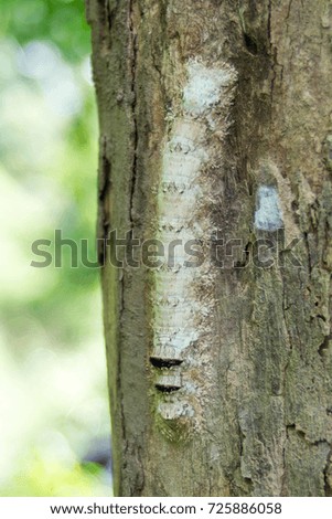 Butterfly caterpillar on a tree in the forest.